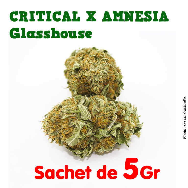 Fleur de CBD - Critical X Amnésia - Small Bud Indoor